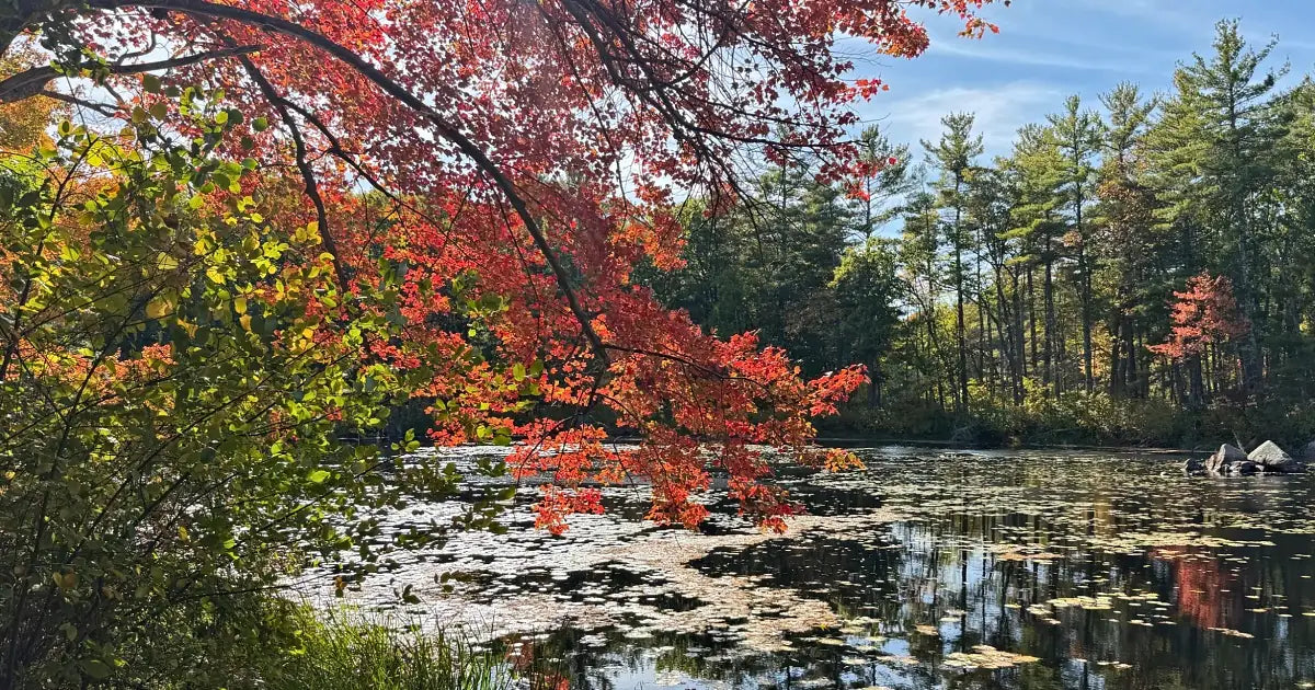 Red maple branches hanging over a pond at Harold Parker State Forest, with tall pines reflected in the water.