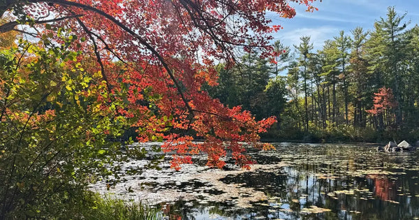 Red maple branches hanging over a pond at Harold Parker State Forest, with tall pines reflected in the water.